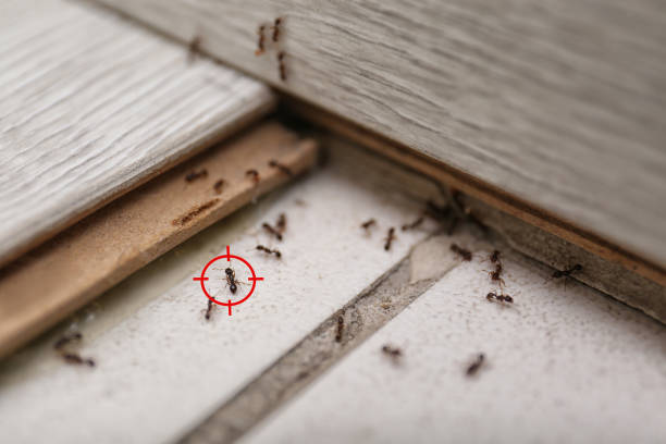Best Ant Control Services  in Spring City, TN