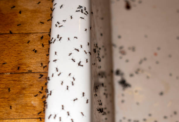 Best Termite Control Services  in Spring City, TN