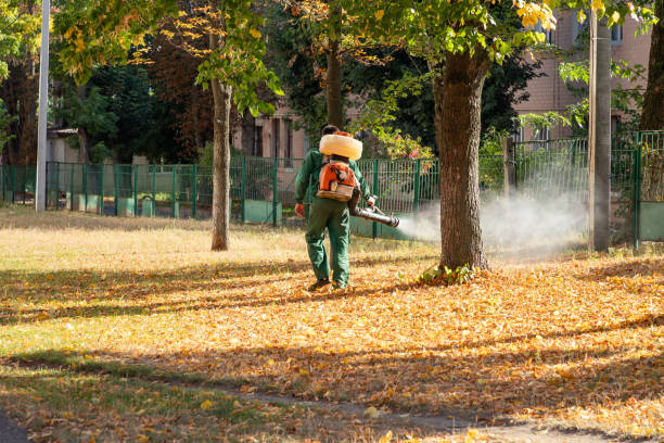 Best Bed Bug Extermination  in Spring City, TN