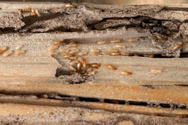 Best Affordable Pest Control Services  in Spring City, TN